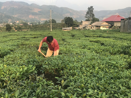 b9-phan bon cho cay trong dam_1628823401.jpg